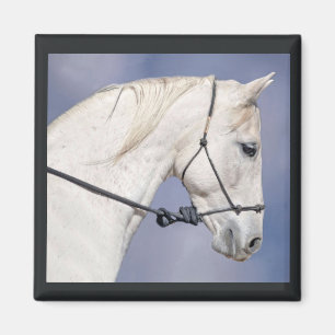 Íman Magneta da Cabeça de Cavalo