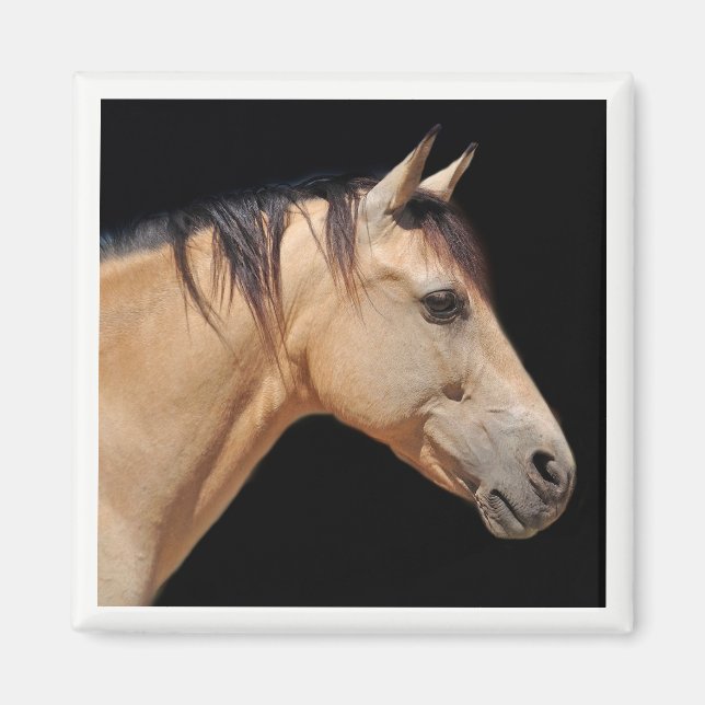 Íman Magneta da Cabeça de Cavalo (Frente)