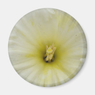 Íman Magneta Daffodil bonito