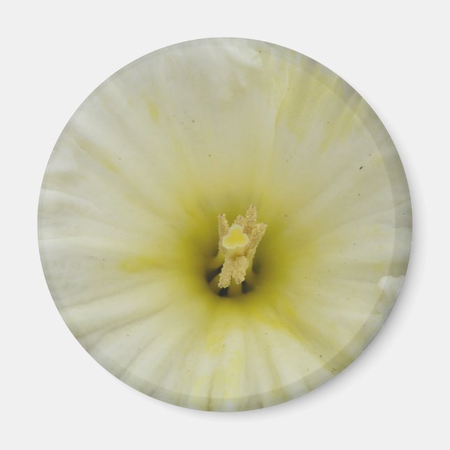 Íman Magneta Daffodil bonito (Frente)