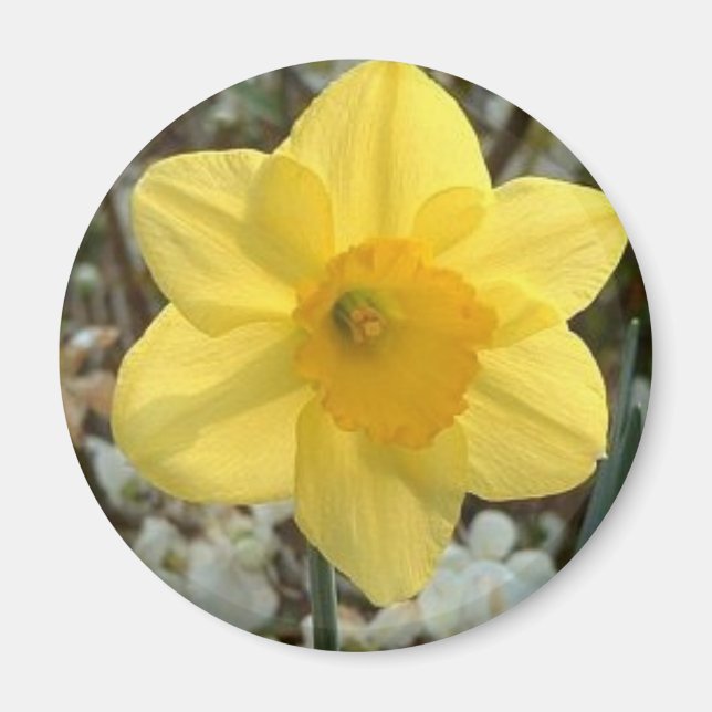 Íman Magneta Daffodil Cheio (Frente)