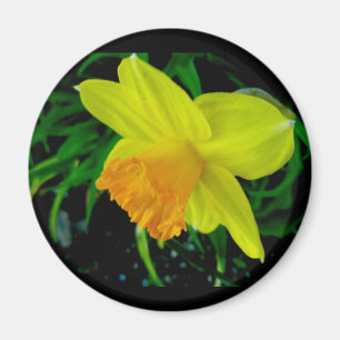 Íman Magneta Daffodil Laranja Amarelo