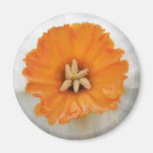 Íman Magneta Daffodilo Branco