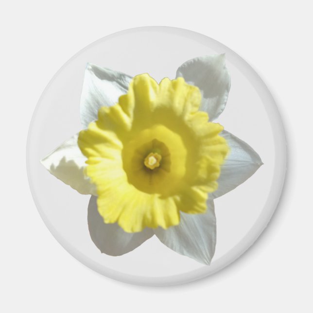 Íman Magneta Daffodilo Branco (Frente)