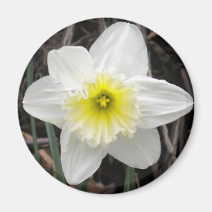 Íman Magneta Daffodilo Branco