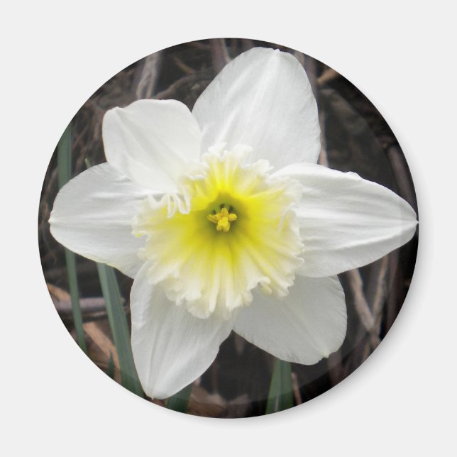 Íman Magneta Daffodilo Branco (Frente)