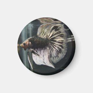 Íman Magneta Dalmática Negra