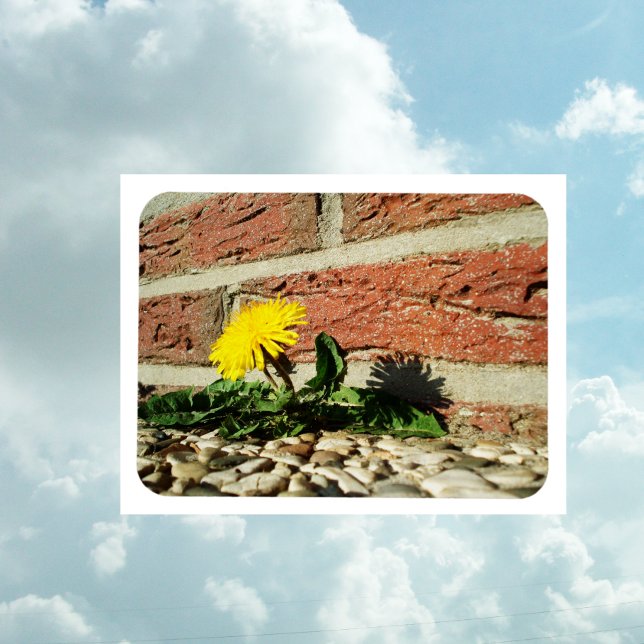 Íman Magneta Dandelion Determinada (Criador carregado)