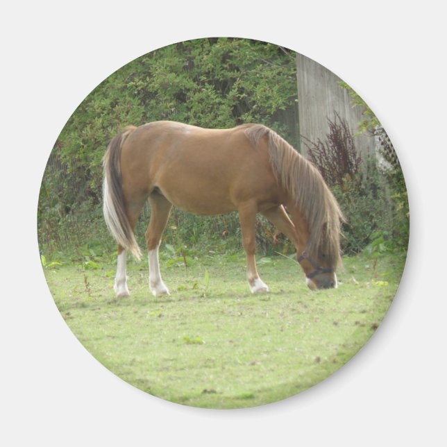 Íman Magneta De Aluguer De Cavalo Castanho (Frente)