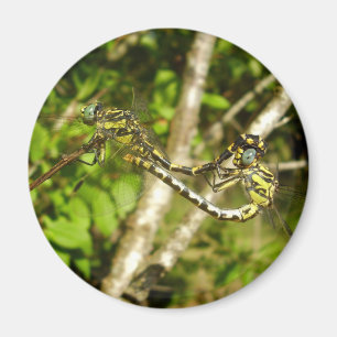 Íman Magneta de Amarragem de Dragonflies de cauda do cl