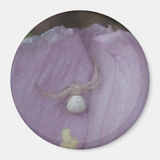 Íman Magneta de aranha branca (Frente)