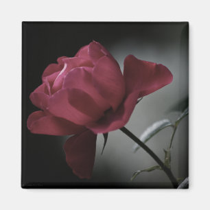 Íman Magneta de beleza do amor