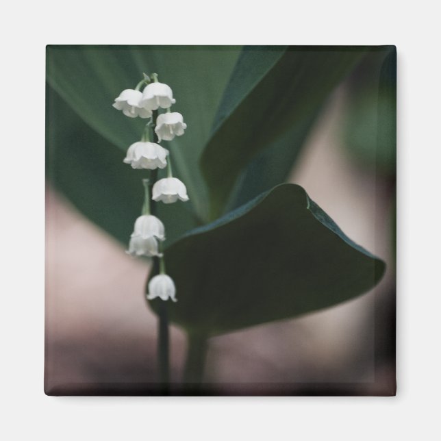 Íman Magneta de Bells Doce (Frente)