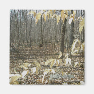 Íman Magneta de Birch de inverno