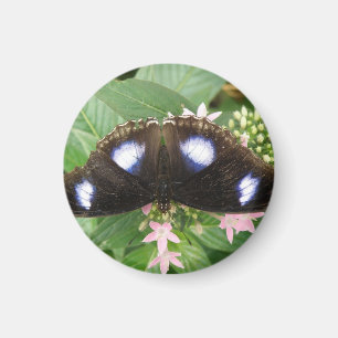 Íman Magneta de borboleta azul