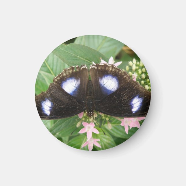 Íman Magneta de borboleta azul (Frente)