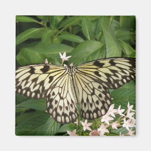 Íman Magneta de borboleta de papagaio
