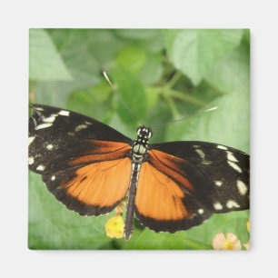 Íman Magneta de Borboleta de Tigre