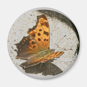 Íman Magneta de borboleta de vírgula Angle Wing