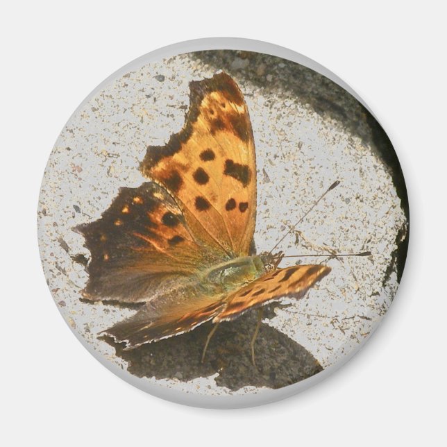 Íman Magneta de borboleta de vírgula Angle Wing (Frente)