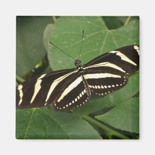 Íman Magneta de Borboleta de Zebra