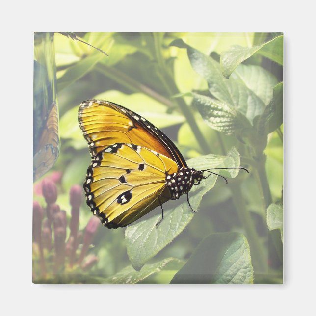 Íman Magneta de borboleta simples Tiger (Frente)