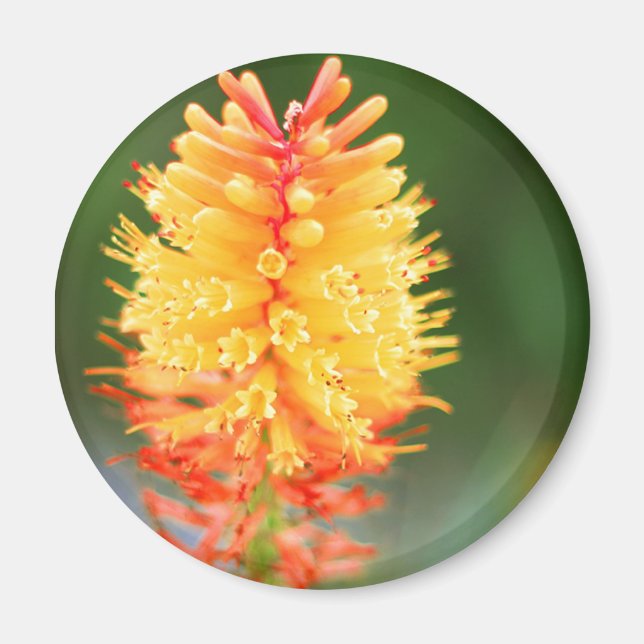 Íman Magneta de brilho sunset (Frente)