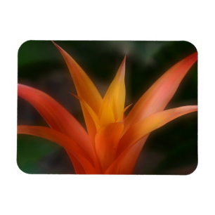 Íman Magneta de Bromeliade brilhante