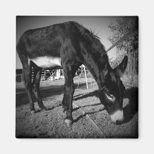 Íman Magneta de burro