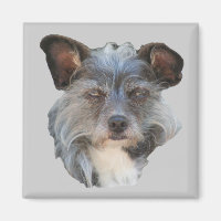 Magneta de Cachorro Misturado de Raça Cuta Terrier