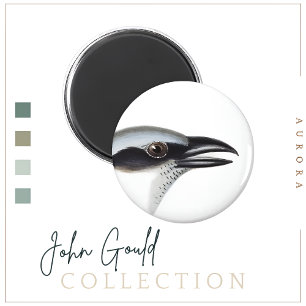 Íman Magneta de camarão negro