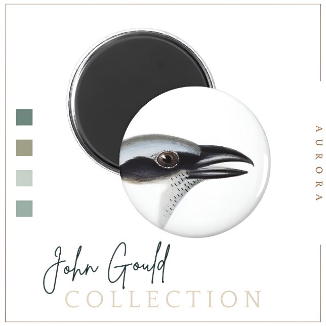 Íman Magneta de camarão negro (Criador carregado)