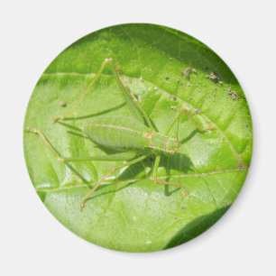 Íman Magneta de Camuflagem de Críquete Verde
