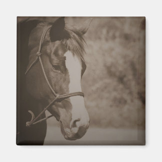 Íman Magneta de Cavalo Vintage