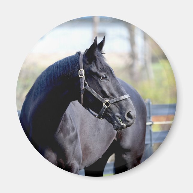 Íman Magneta de Cavalos Profundos (Frente)