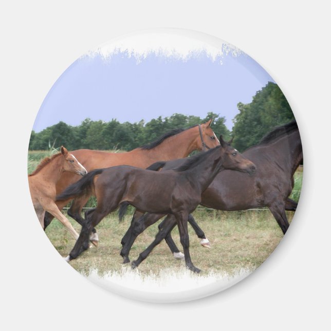 Íman Magneta de Cavalos Selvagens (Frente)