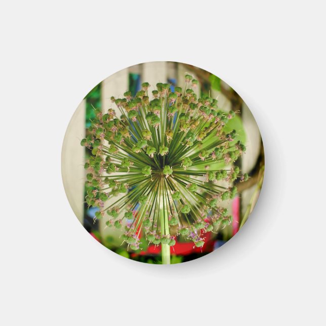 Íman Magneta de cebola (Frente)