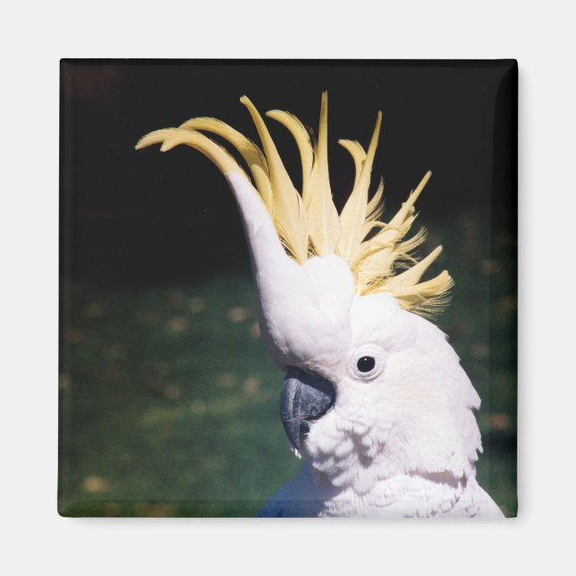Íman Magneta de Cockatoo com crista de enxofre (Frente)