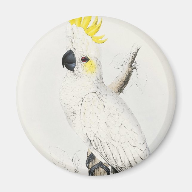 Íman Magneta de Cockatoo Penteada Amarelo (Frente)