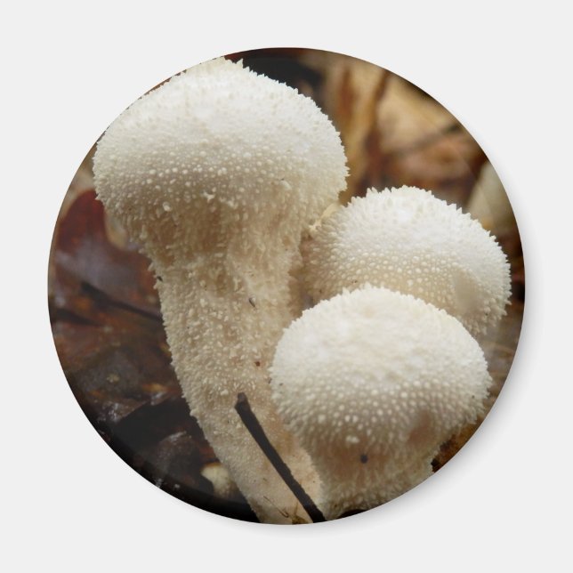 Íman Magneta de Cogumelos Puffball Comum (Frente)