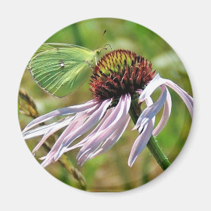 Íman Magneta de ConEFlower Púrpura Pálida