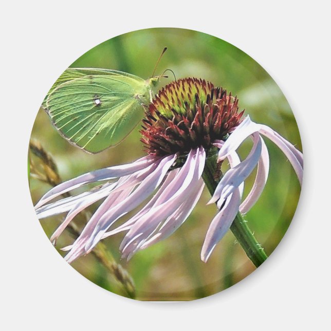 Íman Magneta de ConEFlower Púrpura Pálida (Frente)
