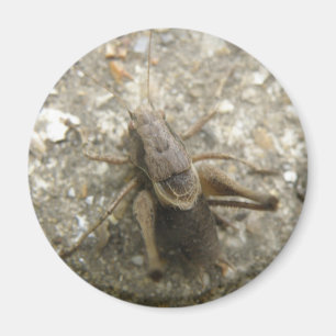 Íman Magneta de Críquete de Campo Castanho
