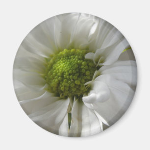 Íman Magneta de crisântemo branco