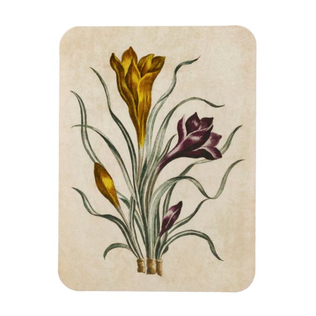 Íman Magneta De Crocus Floral Botânica Vintage (Vertical)