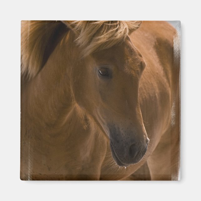 Íman Magneta de Design de Cavalo de Castanha (Frente)