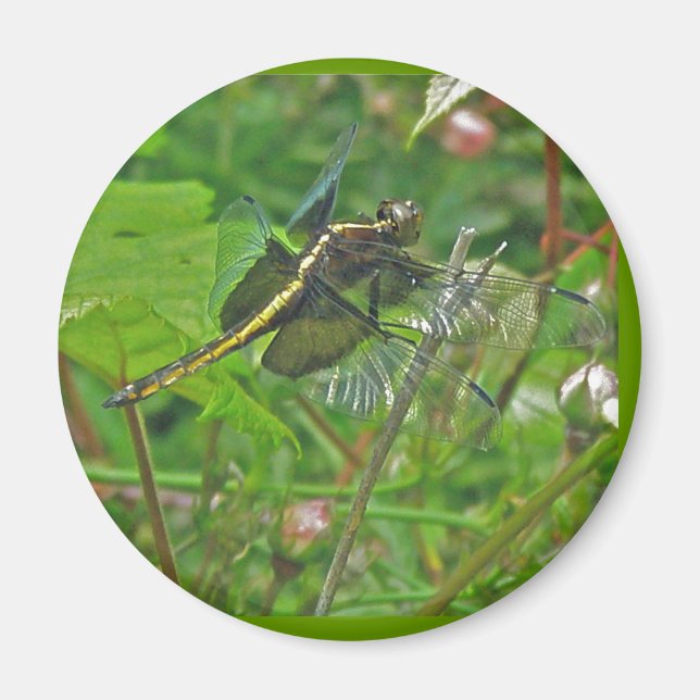 Íman Magneta de Dragonfly amarela (Frente)