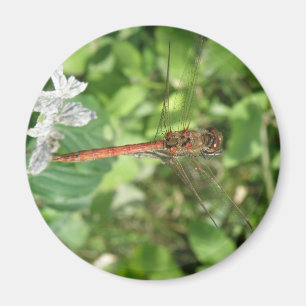Íman Magneta de Dragonfly Mais Escuro