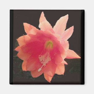 Íman Magneta de epífitas laranja