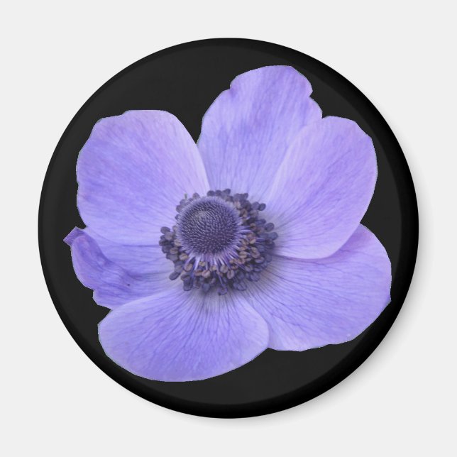 Íman Magneta de Flor Anêmone Azul (Frente)